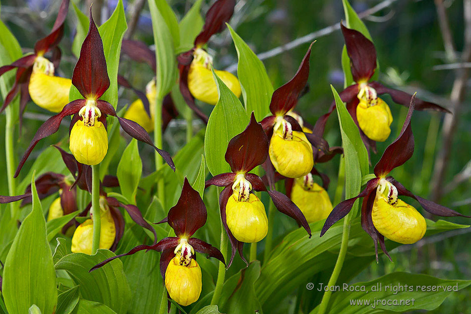 lady's slipper orchid